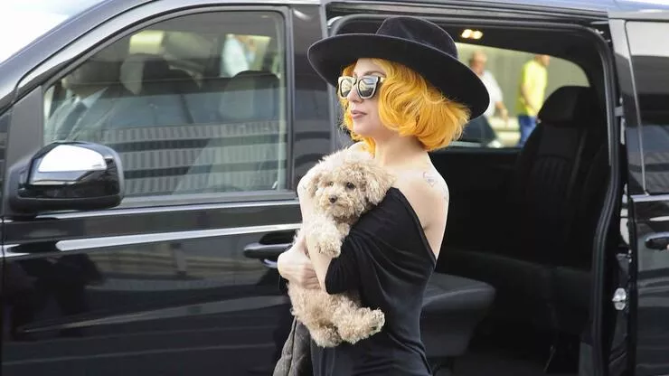Lady Gaga'nın köpeklerini kaçıran ve gezdiren kişiyi yaralayan saldırgana 21 yıl hapis Lady Gaga'nın köpeklerini kaçıran ve gezdiren kişiyi yaralayan saldırgana 21 yıl hapis