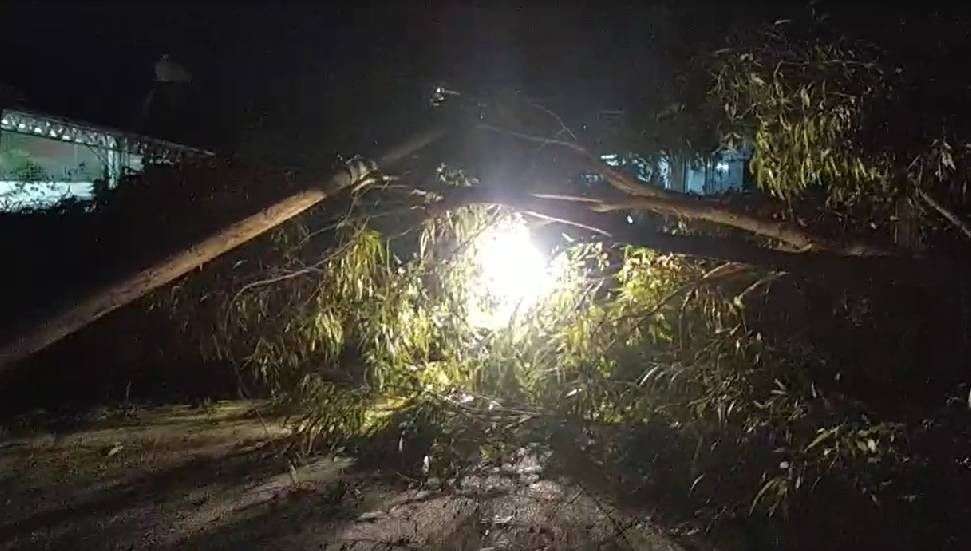 Lefkoşa'da 2 ayrı yerde ağaç devrildi Lefkoşa'da 2 ayrı yerde ağaç devrildi