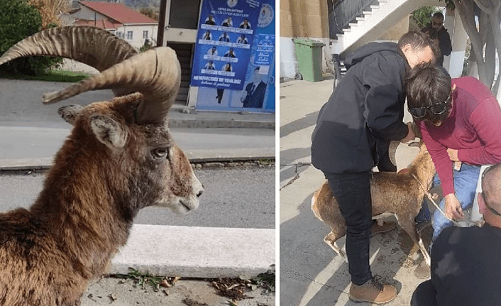 Kıbrıs Muflonu, Lefke bölgesinde bir bahçeye girdi Kıbrıs Muflonu, Lefke bölgesinde bir bahçeye girdi