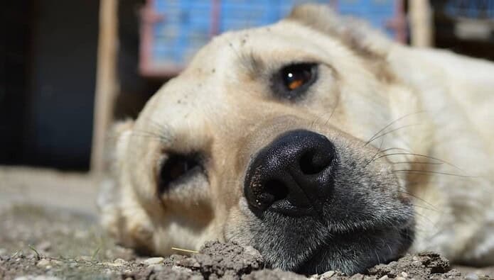 köpek köpek