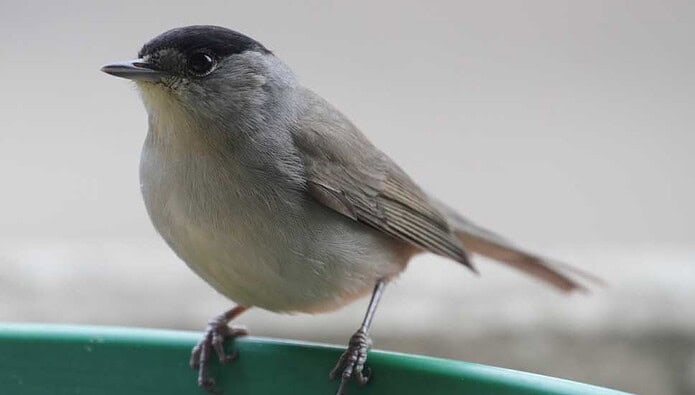 Koruma altındaki kuşu avlayan bir kişi hakkında yasal işlem başlatıldı Koruma altındaki kuşu avlayan bir kişi hakkında yasal işlem başlatıldı