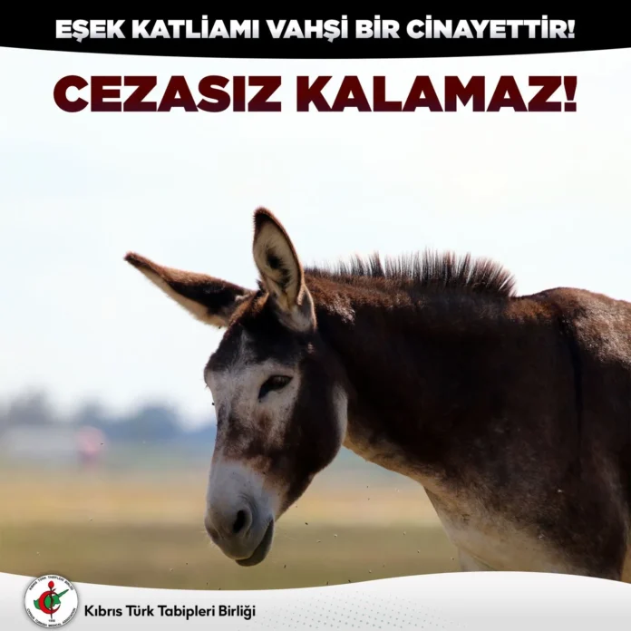 Tabip ve çevre örgütleri: Eşek katliamı vahşi bir cinayettir, cezasız kalamaz Tabip ve çevre örgütleri: Eşek katliamı vahşi bir cinayettir, cezasız kalamaz