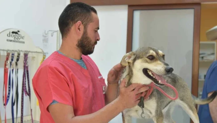 LTB ve Veteriner Hekimler Birliği’nden kısırlaştırma iş birliği