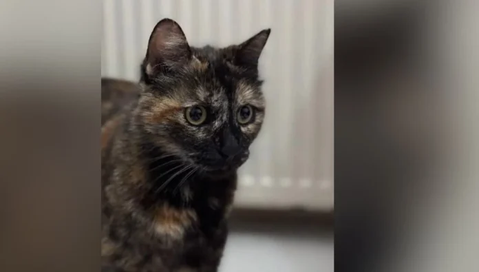 İstanbul'da işkenceyle öldürülen