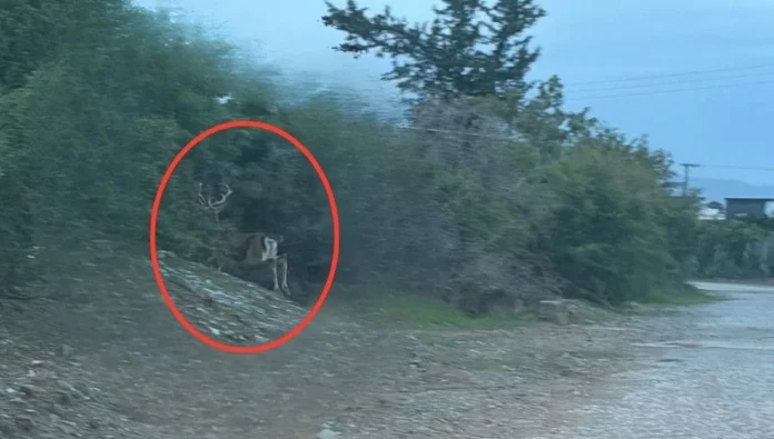 Aydınköy-Gaziveren’de kaçak geyik tespit edildi: Taşkent Doğa Parkı'ndan